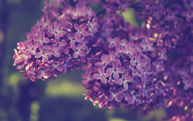 Purple flower bloom wisteria hydrangea free wallpaper for desktop - medium preview image