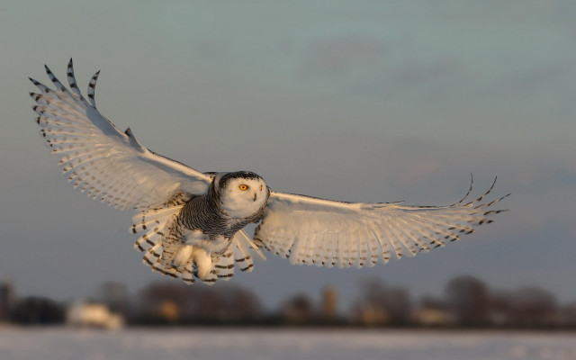 Snowy owl flying field trees free wallpaper for desktop - medium preview image