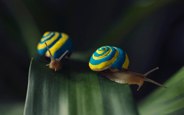 Yellow blue swirl snails green free wallpaper for desktop - medium preview image