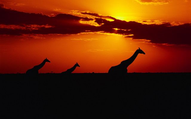 Giraffes sunset field wildlife matte free wallpaper for desktop - medium preview image