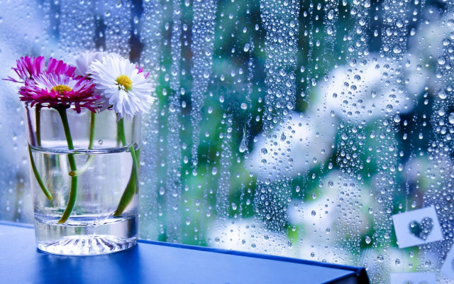 Vase flowers window sill rain free wallpaper for desktop - medium preview image