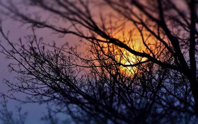 Bare tree sunset foggy branches free wallpaper for desktop - medium preview image