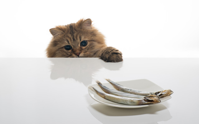 Cat fish banana table animal free wallpaper for desktop - medium preview image