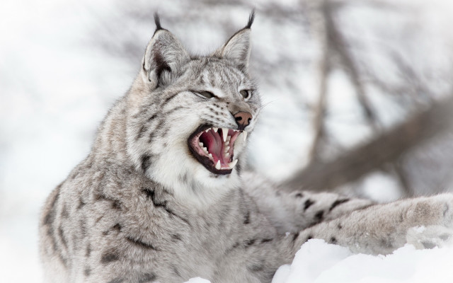 Lynx open mouth sharp claws free wallpaper for desktop - medium preview image
