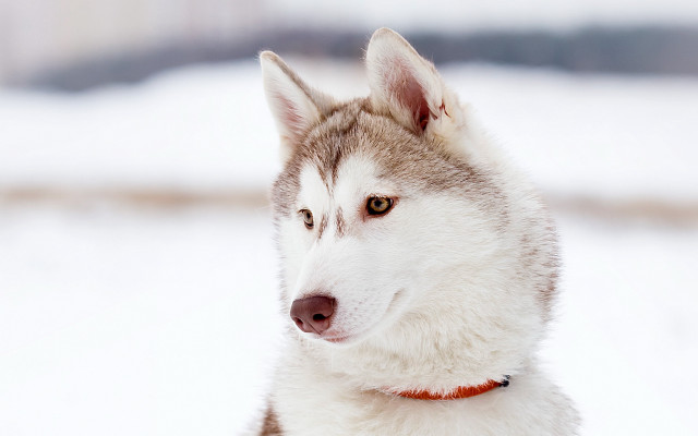 Husky red collar snow photorealistic free wallpaper for desktop - medium preview image