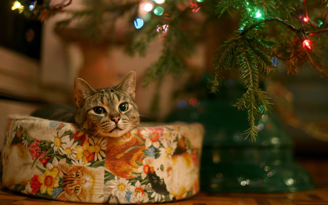 Christmas cat flower box lights free wallpaper for desktop - medium preview image