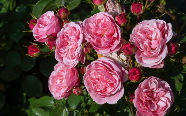 Pink roses blooming garden spring free wallpaper for desktop - medium preview image