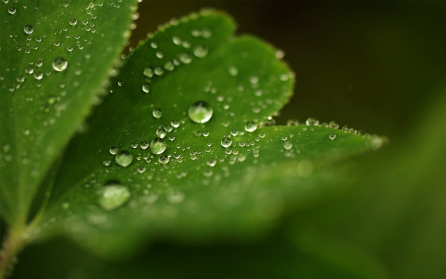 Green leaf water droplets macro #40 free wallpaper for desktop - medium preview image