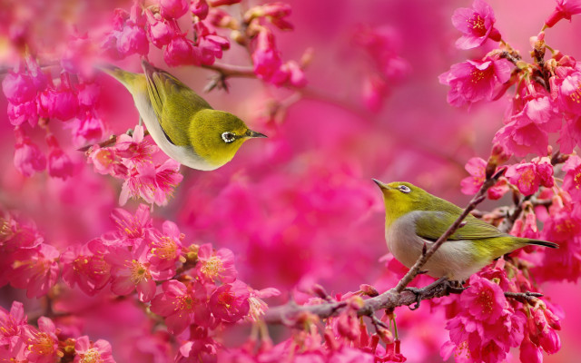 Two birds branch cherry blossoms free wallpaper for desktop - medium preview image