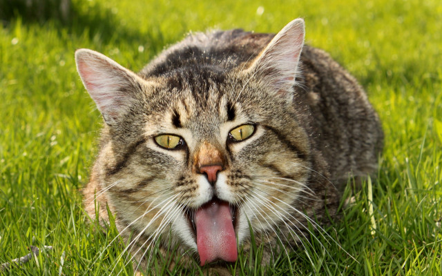 Cat tongue out in grass free wallpaper for desktop - medium preview image