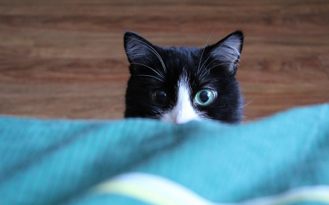 Black cat green eyes blurry #5 free wallpaper for desktop - medium preview image