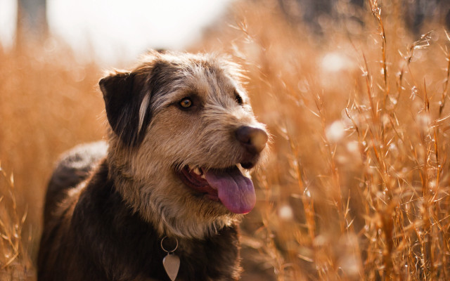 Dog tallgrass tongue shallowdepth colorfield free wallpaper for desktop - medium preview image