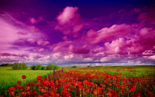 Red flower purple sky clouds #2 free wallpaper for desktop - medium preview image