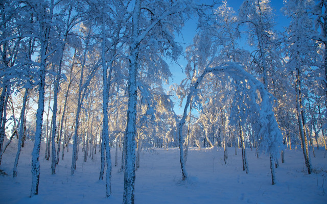 Snowy forest ice trees blue free wallpaper for desktop - medium preview image