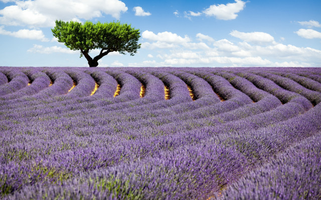 Lone tree lavender field blue #2 free wallpaper for desktop - medium preview image