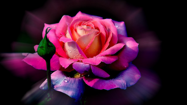 Pink rose water droplets black free wallpaper for desktop - medium preview image