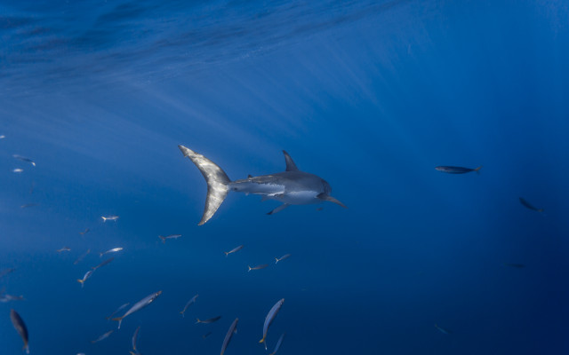 Ocean fish shark hologram bird free wallpaper for desktop - medium preview image