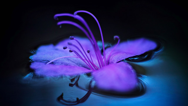 Purple flower macro glowing art free wallpaper for desktop - medium preview image