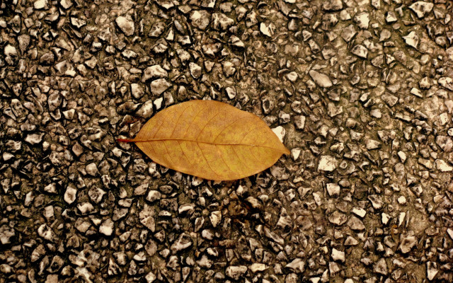 Leaf rocks brown border photorealism free wallpaper for desktop - medium preview image