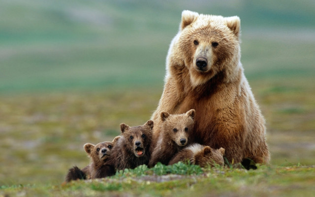 Bear cubs field mountains wildlife free wallpaper for desktop - medium preview image