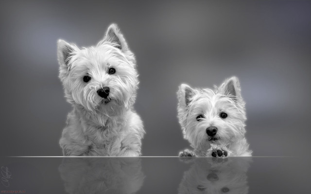 Small white dogs table reflection free wallpaper for desktop - medium preview image