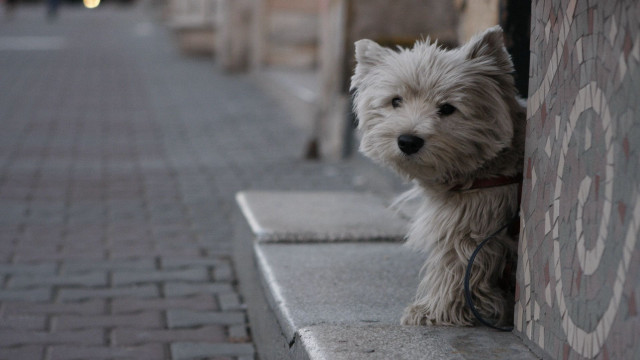Small white dog sidewalk wall free wallpaper for desktop - medium preview image