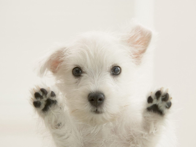Small white dog paws up #3 free wallpaper for desktop - medium preview image