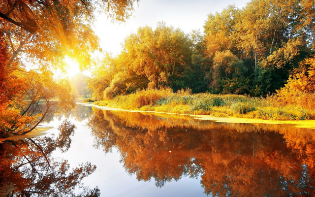 River trees sunlight autumn leaves free wallpaper for desktop - medium preview image