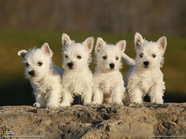 Three small white dogs sitting free wallpaper for desktop - medium preview image