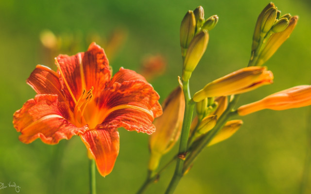 Flower macro blurry background green free wallpaper for desktop - medium preview image