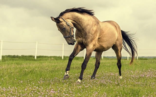 Horse field flower fence clouds free wallpaper for desktop - medium preview image