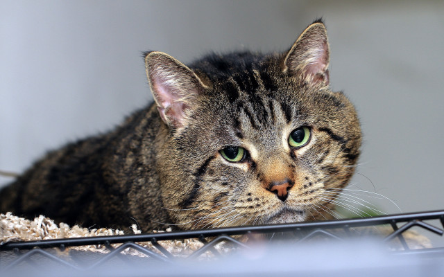 Cat sitting metal fence sad free wallpaper for desktop - medium preview image