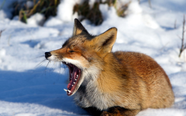 Fox yawning snow furry photorealistic free wallpaper for desktop - medium preview image