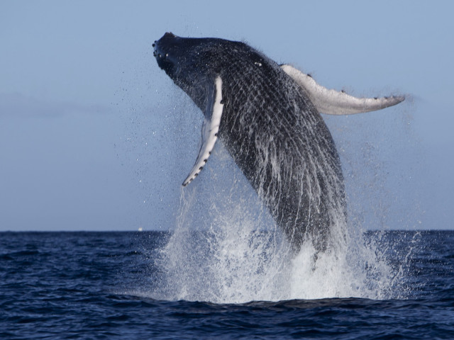 Whale jumping water mouth open free wallpaper for desktop - medium preview image