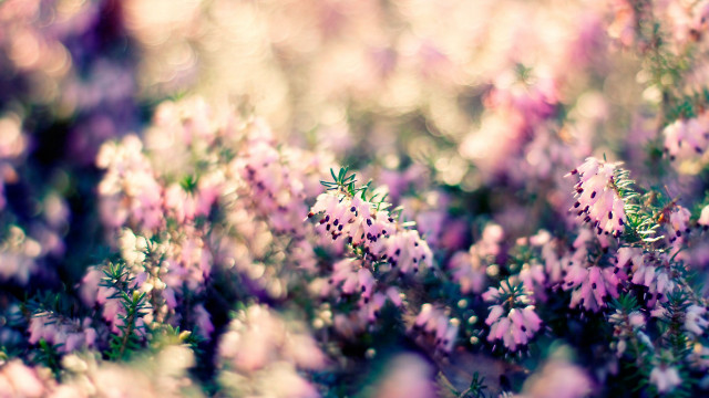 Flowers grass pink blurry macro free wallpaper for desktop - medium preview image