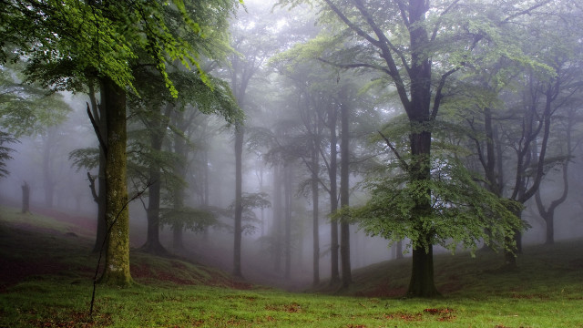 Foggy forest bench branch light free wallpaper for desktop - medium preview image