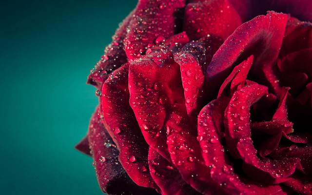 Red rose water droplets blue #2 free wallpaper for desktop - medium preview image
