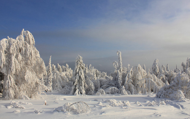 Snowy landscape trees skiing ecological free wallpaper for desktop - medium preview image