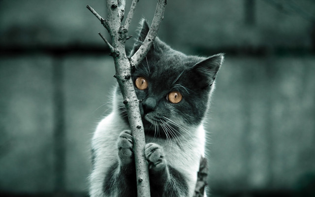 Cat branch serious colorized blurry free wallpaper for desktop - medium preview image