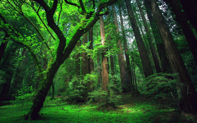 Forest trees green grass middle free wallpaper for desktop - medium preview image