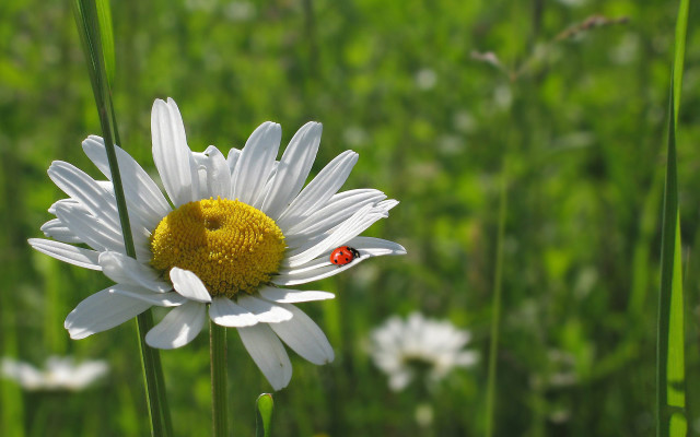 Ladybug whiteflower field bokeh macro free wallpaper for desktop - medium preview image