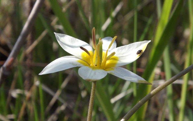 White flower bokeh macro nature #2 free wallpaper for desktop - medium preview image