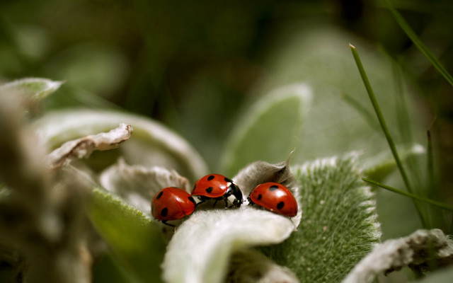 Ladybugs leaf sun forest macro free wallpaper for desktop - medium preview image