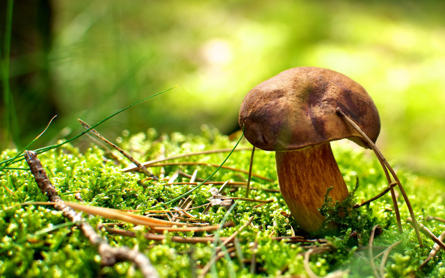 Mushroom moss forest photorealism macro free wallpaper for desktop - medium preview image
