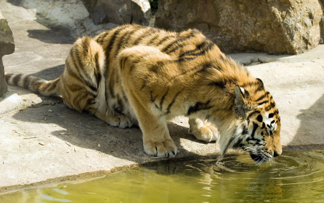Tiger drinking water pond zoo free wallpaper for desktop - medium preview image