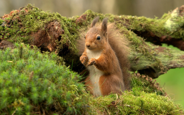 Squirrel tiltshift mossy trunk nature free wallpaper for desktop - medium preview image
