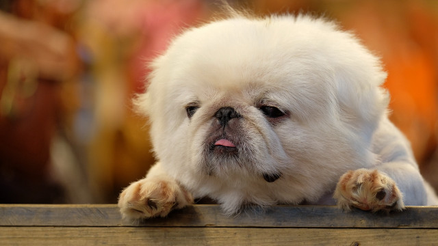Small white dog pink tongue #2 free wallpaper for desktop - medium preview image