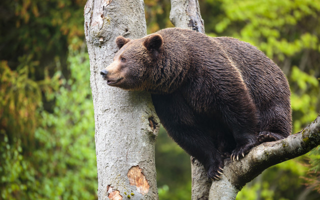 Bear woodland sitting forest outdoor free wallpaper for desktop - medium preview image