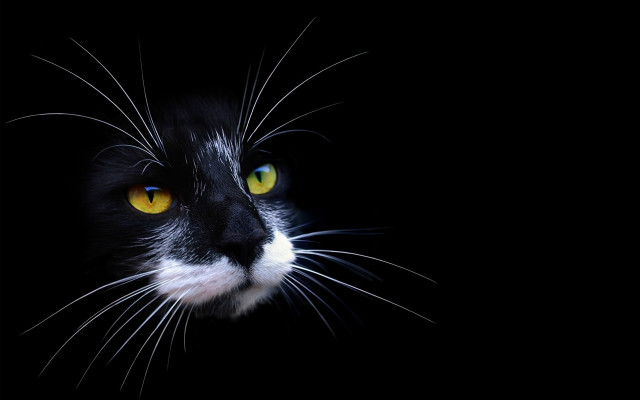 Black white cat yellow eyes #11 free wallpaper for desktop - medium preview image