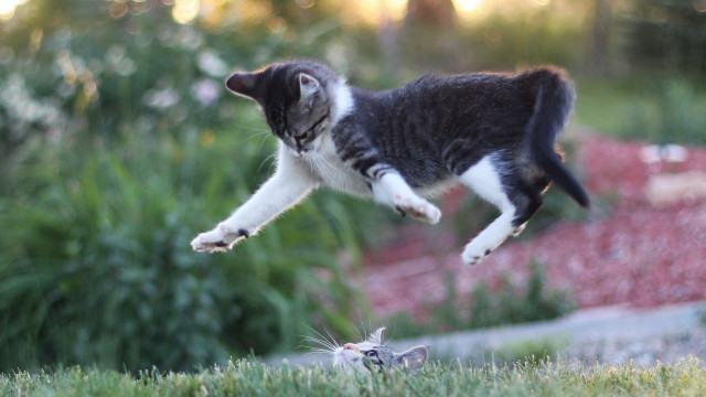 Cat jumping mouse garden surrealism free wallpaper for desktop - medium preview image